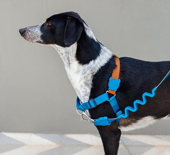Zee.Dog Soft-Walk Dog Harness (Delta)